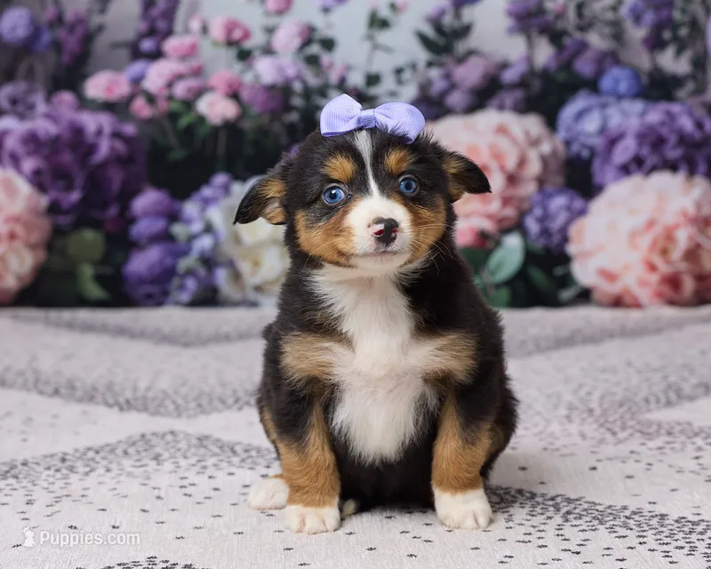 Kendra – Miniature Australian Shepherd puppy for sale in Millersburg, OH