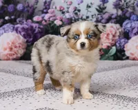 Kim, a female Miniature Australian Shepherd for sale in Millersburg, OH – 5 of 5