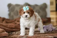Ivy, a female Miniature Bernedoodle for sale in Millersburg, OH – Photo 5 of 6