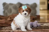 Ivy, a female Miniature Bernedoodle for sale in Millersburg, OH – Photo 3 of 6