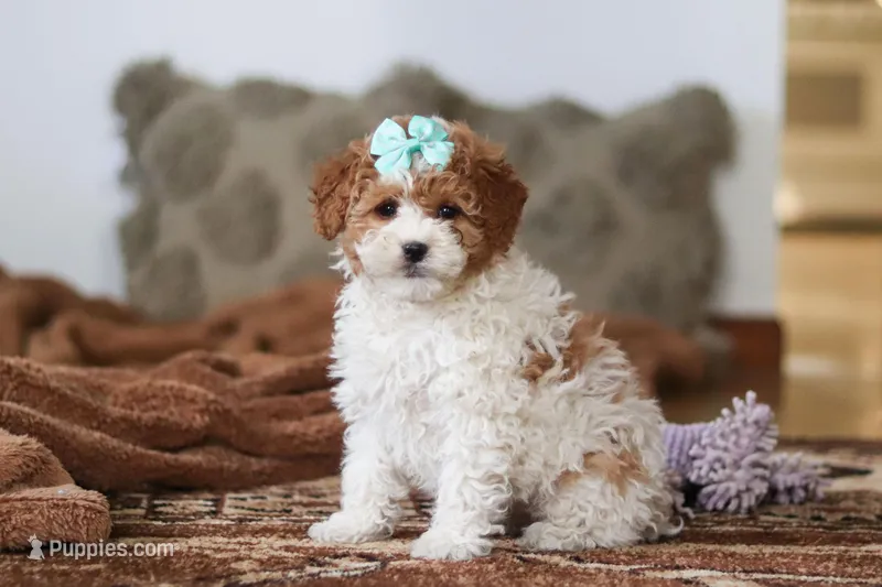 Ivy – Miniature Bernedoodle puppy for sale in Millersburg, OH