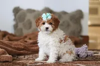 Ivy, a female Miniature Bernedoodle for sale in Millersburg, OH – Photo 1 of 6