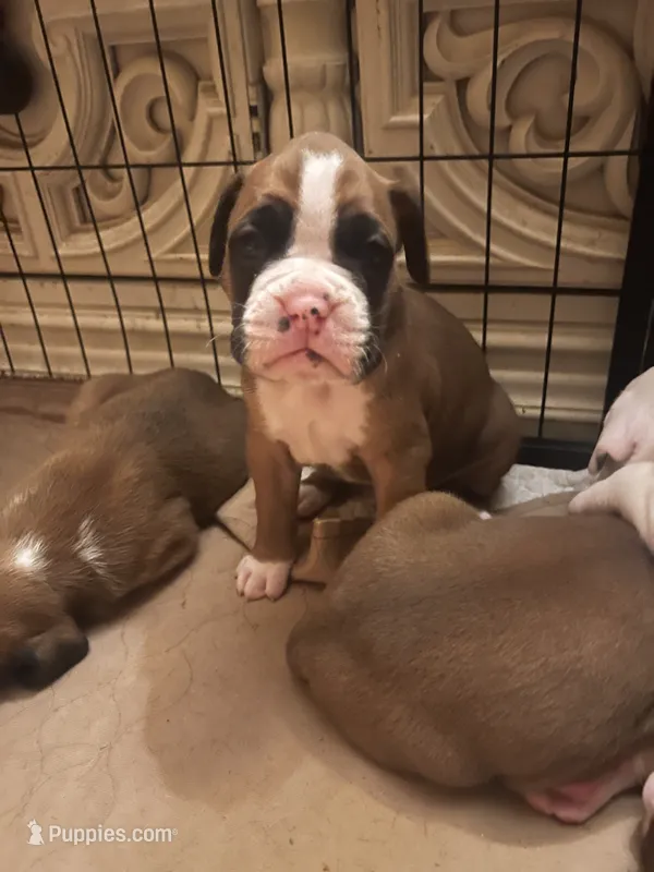 Max – Boxer puppy for sale in Reagan, TN