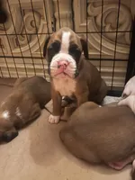 Max, a male Boxer for sale in Reagan, TN – 2 of 7
