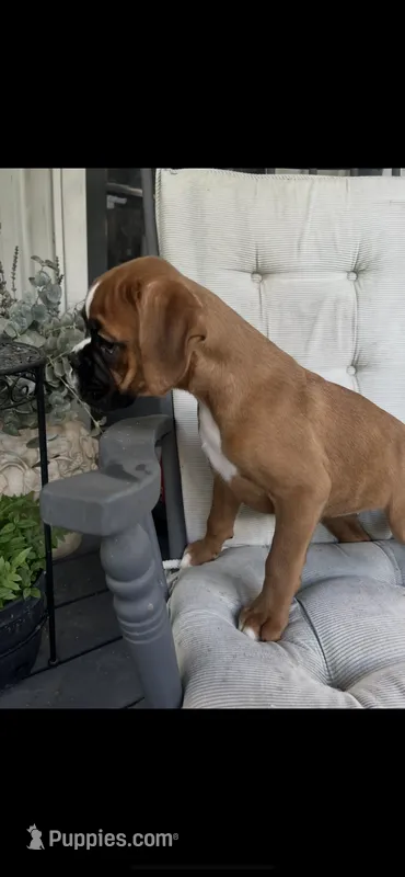 Greta 68.75% euro – Boxer puppy for sale in Reagan, TN