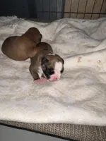 Addie, a female Boxer for sale in Reagan, TN – 2 of 6