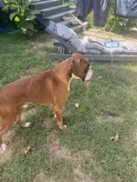 Max, a male Boxer for sale in Reagan, TN – 6 of 7