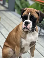 Max, a male Boxer for sale in Reagan, TN – 7 of 7