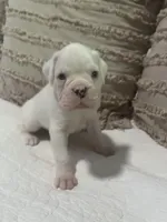 Ed, a male Boxer for sale in Reagan, TN – Photo 2 of 2