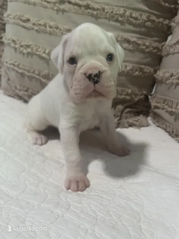 Ed – Boxer puppy for sale in Reagan, TN
