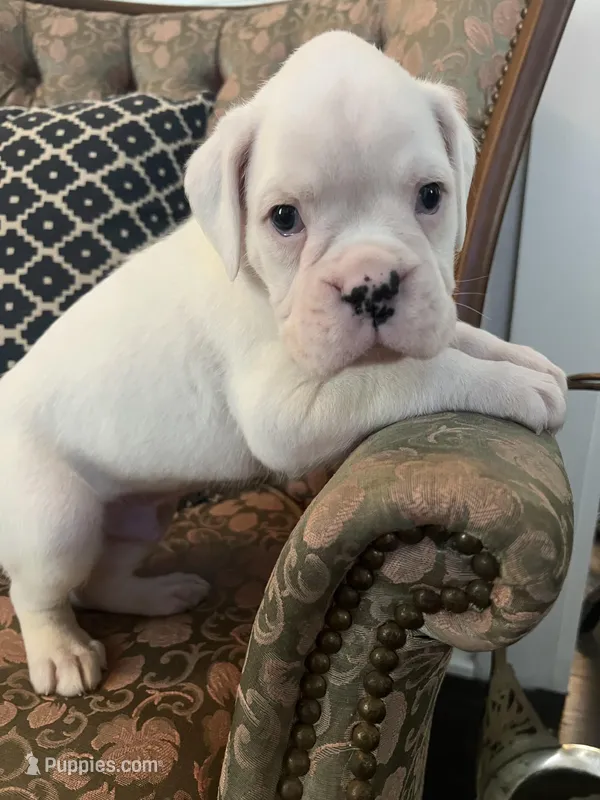 Ed – Boxer puppy for sale in Reagan, TN