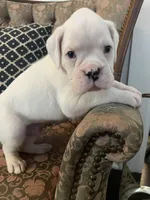 Ed 68.75% euro, a male Boxer for sale in Reagan, TN – Photo 1 of 3