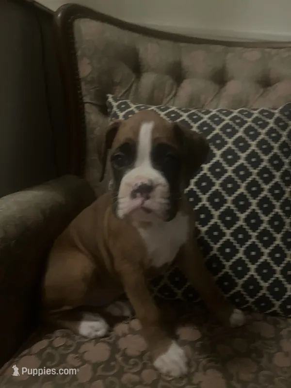 Max – Boxer puppy for sale in Reagan, TN