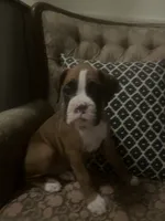 Max, a male Boxer for sale in Reagan, TN – 1 of 7