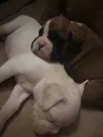 Pearl, a female Boxer for sale in Reagan, TN – 2 of 3