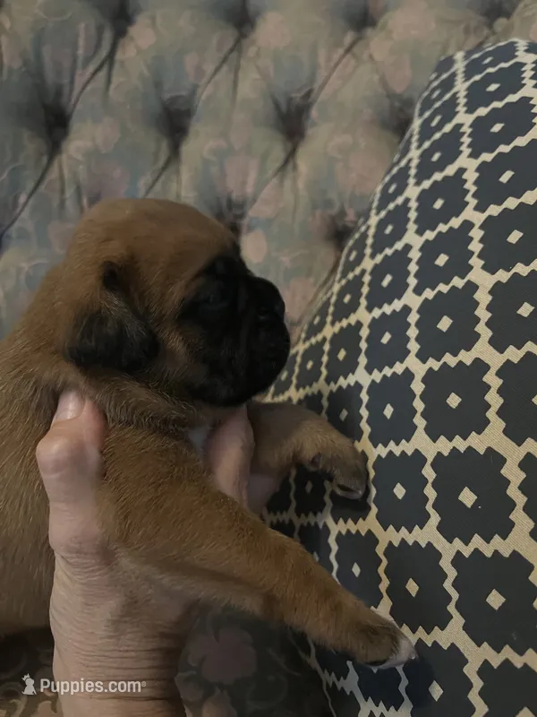 Addie – Boxer puppy for sale in Reagan, TN