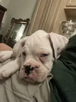 Pearl, a female Boxer for sale in Reagan, TN – 4 of 4