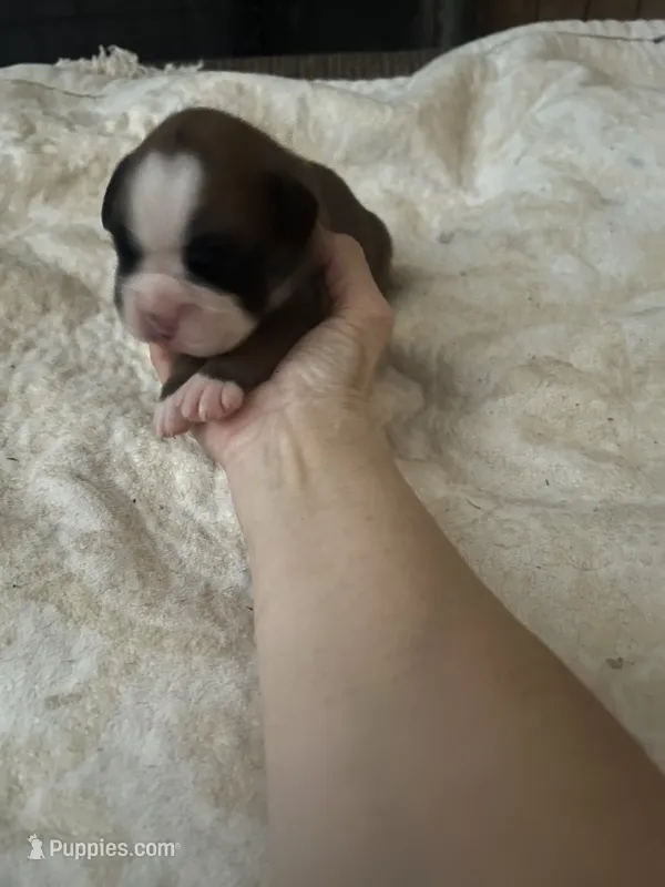 Addie – Boxer puppy for sale in Reagan, TN