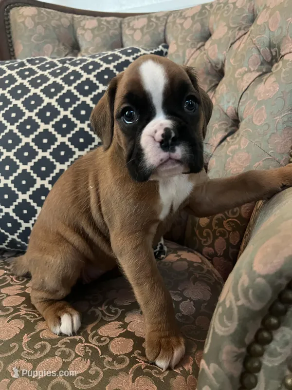 Greta 68.75% euro – Boxer puppy for sale in Reagan, TN