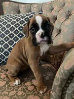 Greta 68.75% euro, a female Boxer for sale in Reagan, TN – Photo 1 of 4