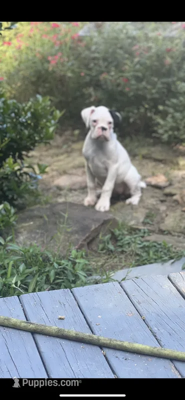 Luna 68.75% euro – Boxer puppy for sale in Reagan, TN