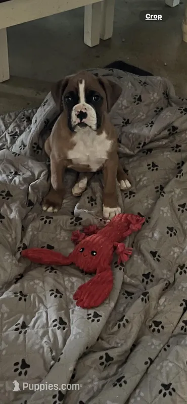 Fritz, a male Boxer for sale in Reagan, TN – Photo 1 of 4