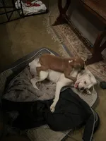 Fritz, a male Boxer for sale in Reagan, TN – Photo 2 of 4