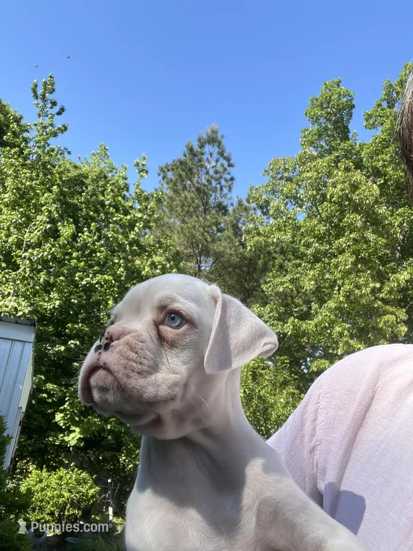 Frank (ole blue eyes ) 68.75% euro – Boxer puppy for sale in Reagan, TN