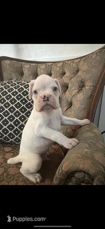 Caspar – Boxer puppy for sale in Reagan, TN