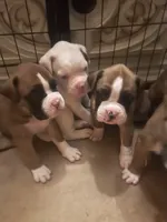 Pearl, a female Boxer for sale in Reagan, TN – 1 of 3