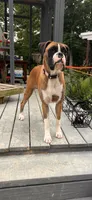 Boxer puppies, a  Boxer for sale in Reagan, TN – 3 of 4