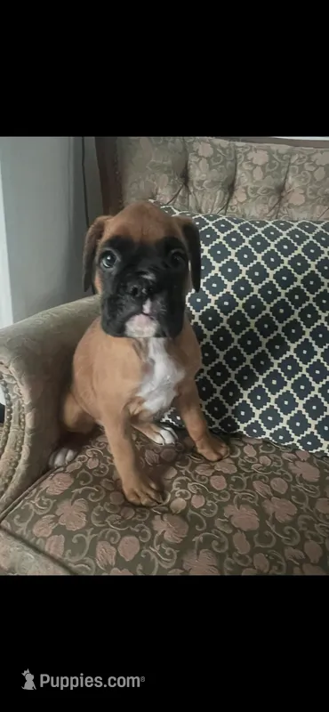 Addie – Boxer puppy for sale in Reagan, TN