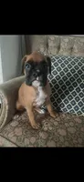 Addie, a female Boxer for sale in Reagan, TN – 1 of 2