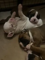 Pearl, a female Boxer for sale in Reagan, TN – 3 of 3