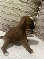 Greta, a female Boxer for sale in Reagan, TN – Photo 2 of 3