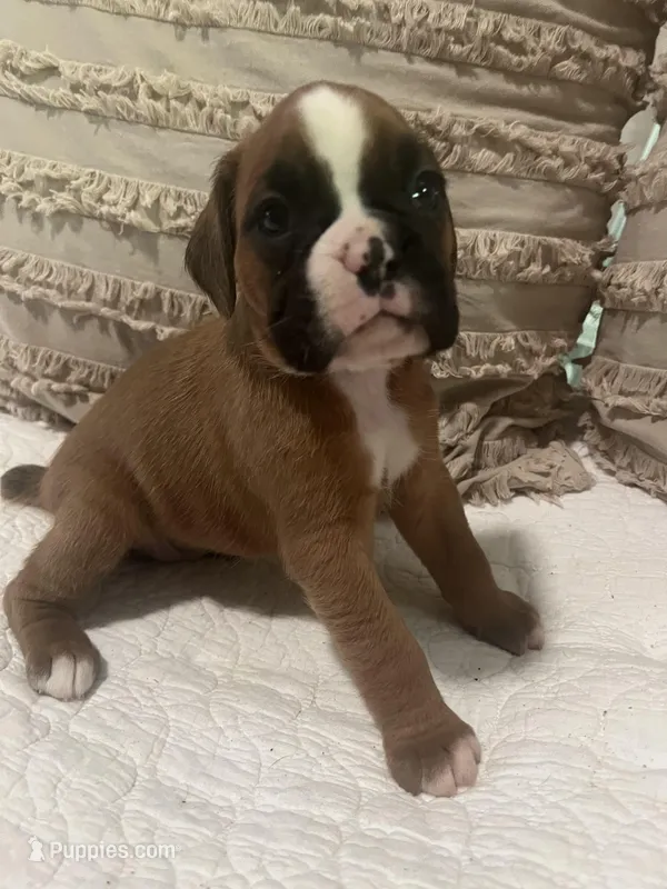 Greta – Boxer puppy on hold in Reagan, TN