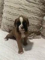 Greta, a female Boxer for sale in Reagan, TN – Photo 3 of 3