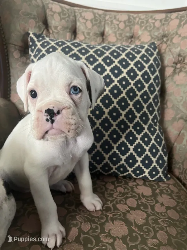 Pearl – Boxer puppy for sale in Reagan, TN