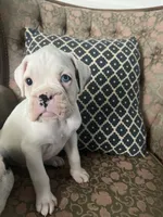 Pearl, a female Boxer for sale in Reagan, TN – 1 of 4