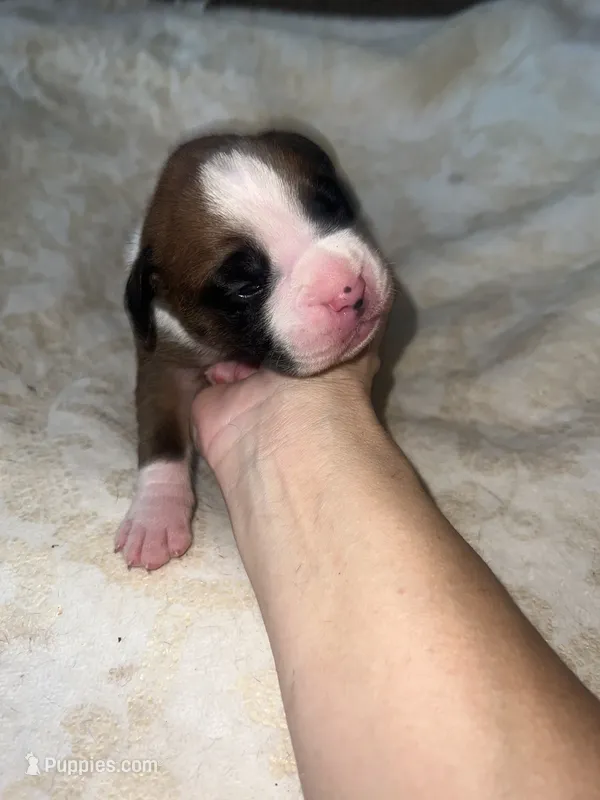 Max – Boxer puppy for sale in Reagan, TN