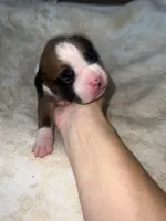 Max, a male Boxer for sale in Reagan, TN – 1 of 2
