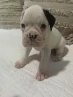 Luna, a female Boxer for sale in Reagan, TN – Photo 3 of 3