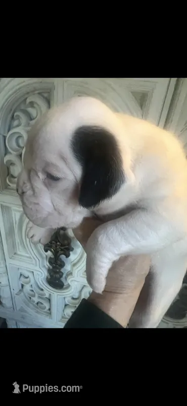 Luna – Boxer puppy on hold in Reagan, TN