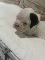 Luna, a female Boxer for sale in Reagan, TN – Photo 2 of 3