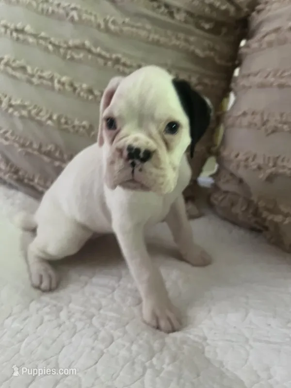 Luna 68.75% euro – Boxer puppy for sale in Reagan, TN