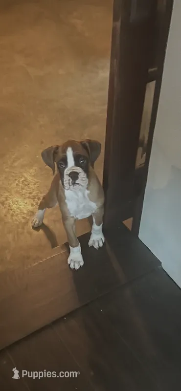 Max – Boxer puppy for sale in Reagan, TN
