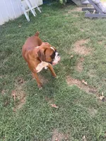 Boxer puppies, a  Boxer for sale in Reagan, TN – 2 of 4