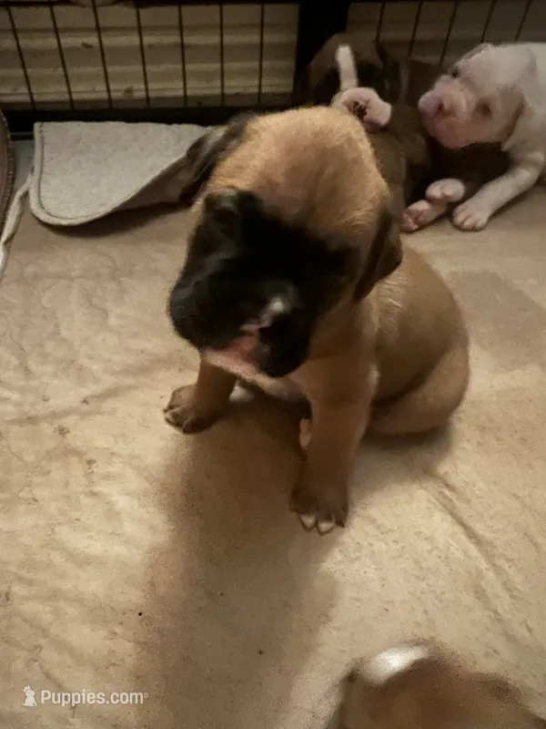Addie – Boxer puppy for sale in Reagan, TN