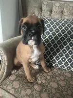 Addie, a female Boxer for sale in Reagan, TN – 2 of 2