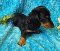 Fuzz Ball, a male Miniature Dachshund for sale in Sartell, MN – 5 of 10